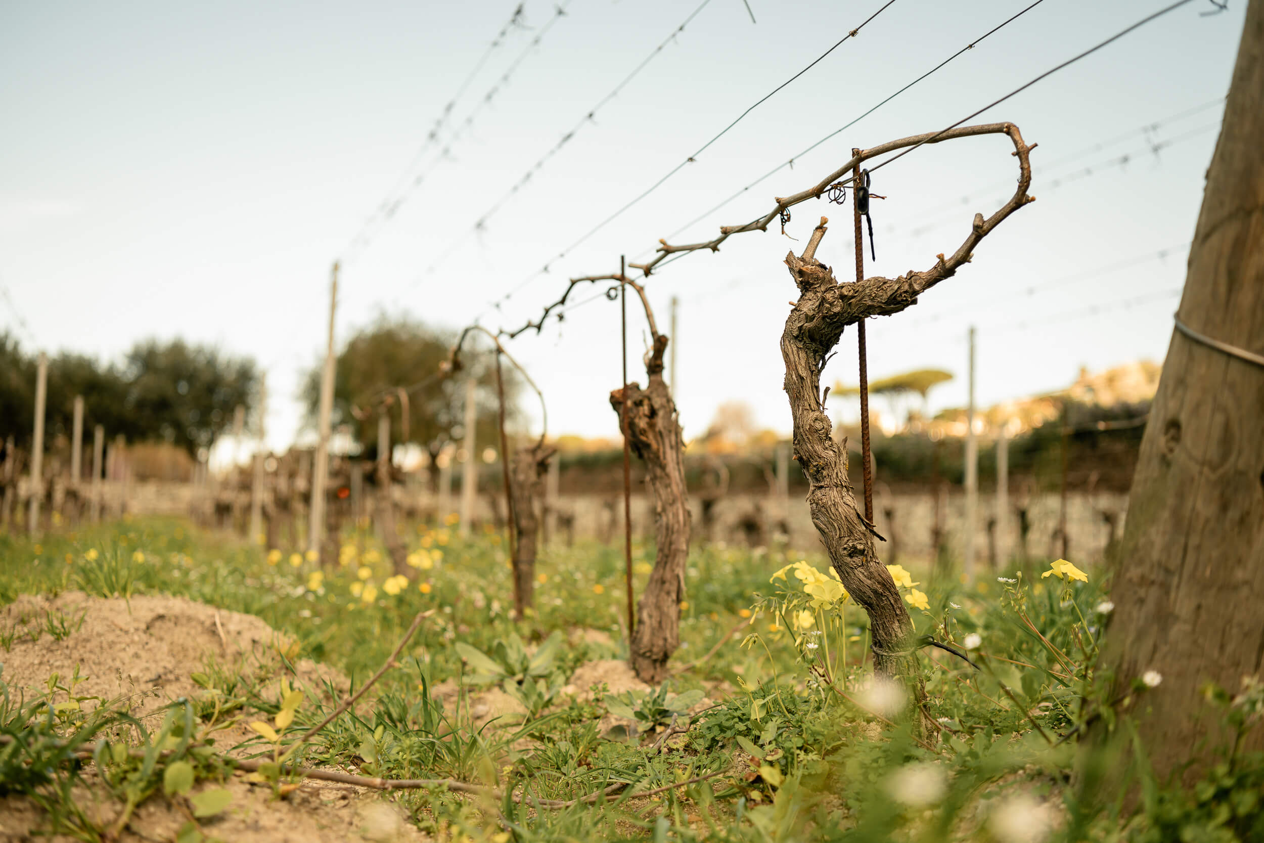 viti_casadambra_tenuta_calitto