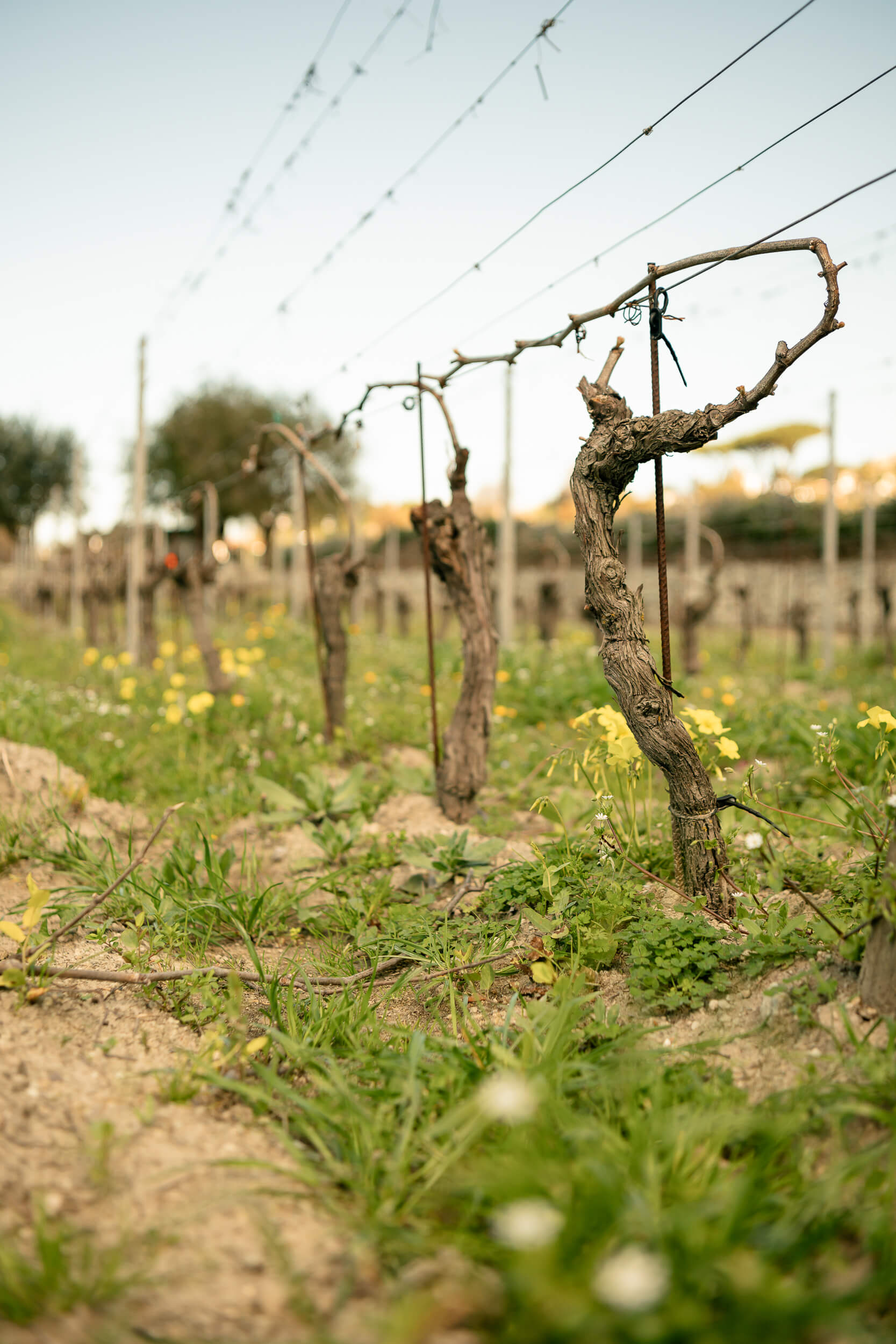 filari_vigneti_tenuta_calitto