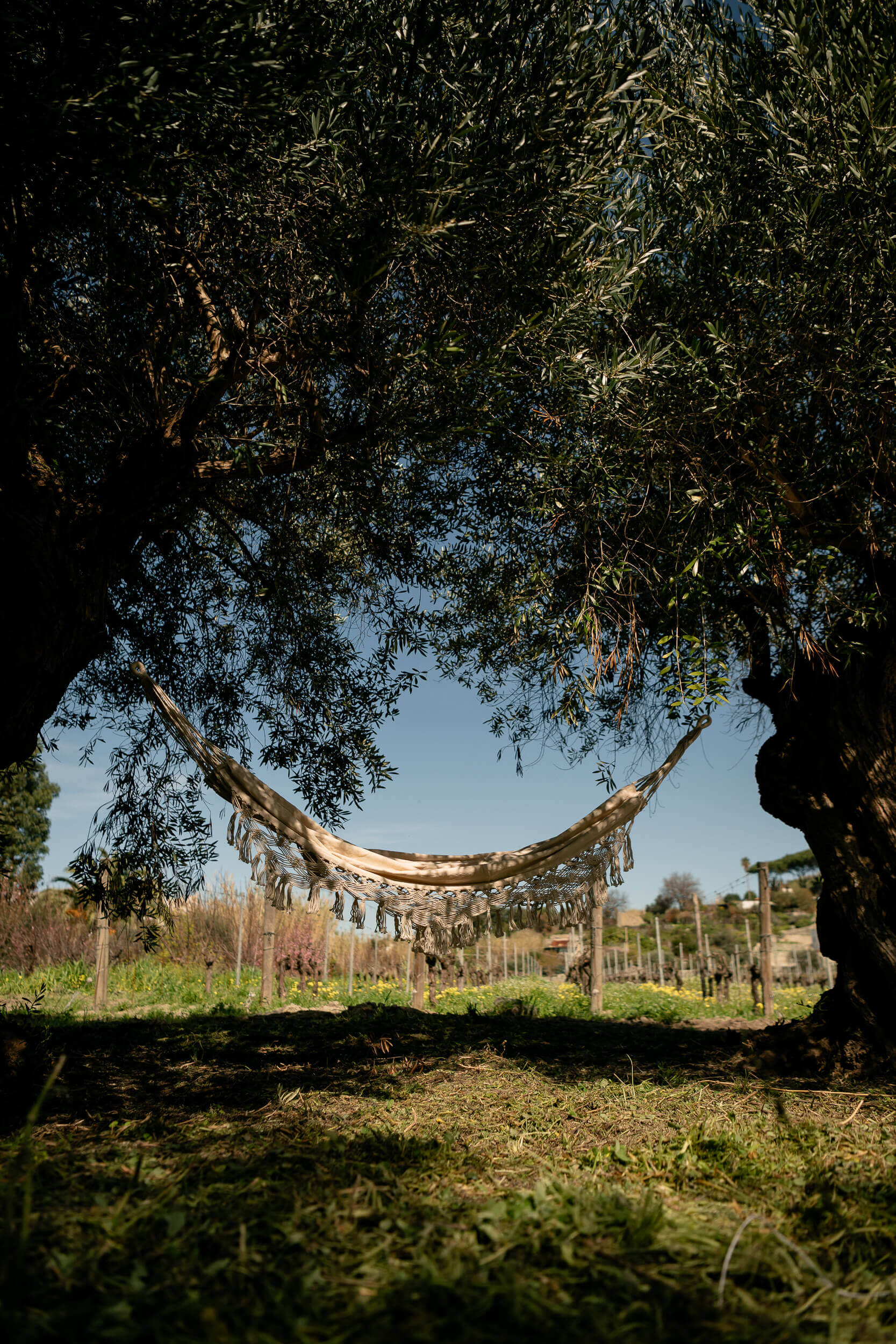 relax_amaca_ulivi_tenuta_calitto